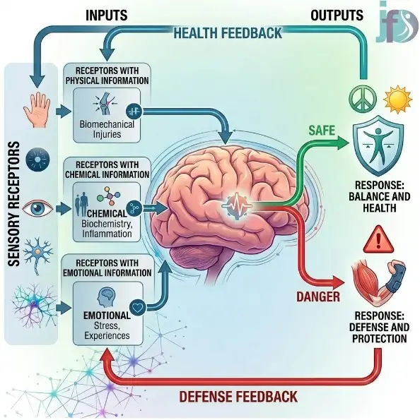 Cómo procesa el dolor el cerebro