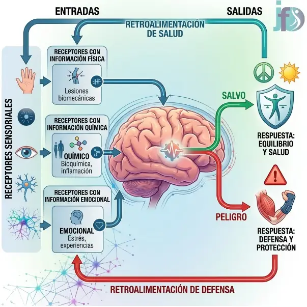 Cómo procesa el dolor el cerebro